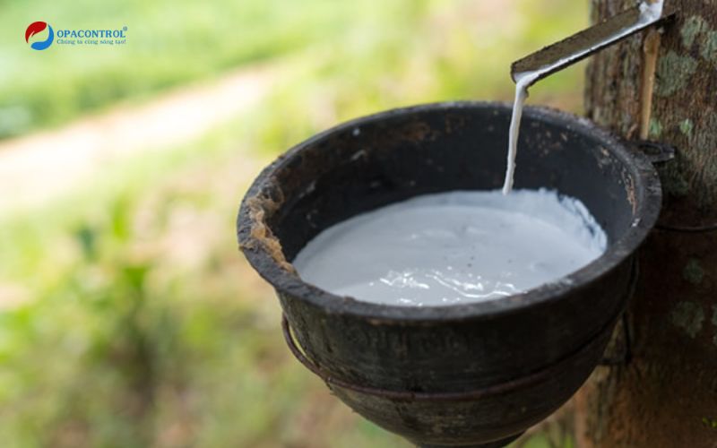 Tổng quan về cao su thiên nhiên